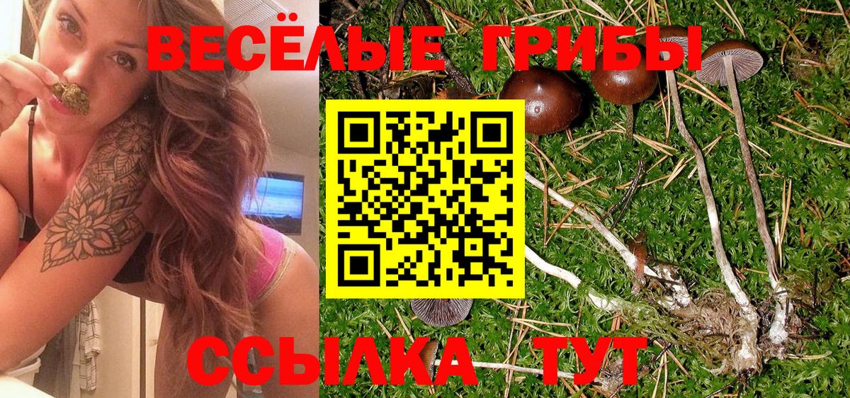 где найти   Вход с VPN  Каспийск  Псилоцибиновые грибы Psilocybine cubensis 